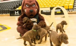 Texas A&M-Corpus Christi Islanders vs. UMBC Retrievers - 3/29/17 Free Pick & CIT Betting Prediction