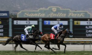 2019 Breeders' Cup Dirt Mile Free Pick & Handicapping Odds & Prediction