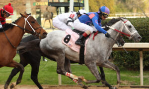 2020 Razorback Handicap Free Pick & Handicapping Odds & Prediction