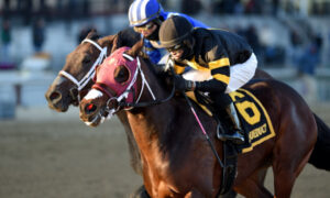 2020 Withers Stakes Free Pick & Handicapping Odds & Prediction