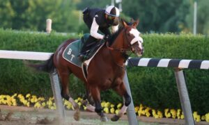 2020 Jaipur Stakes Free Pick & Handicapping Odds & Prediction