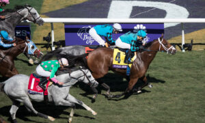 2020 Eddie D Stakes Free Pick & Handicapping Odds & Prediction