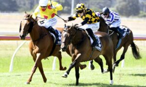 2020 Sycamore Stakes Free Pick & Handicapping Odds | Betting Prediction