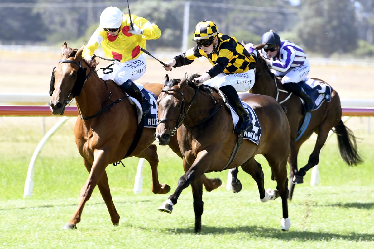 2020 Sycamore Stakes Free Pick & Handicapping Odds | Betting Prediction