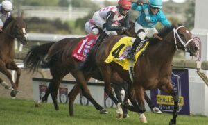 2020 Clark Stakes Free Pick & Handicapping Odds & Prediction