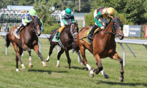 2020 Harlan's Holiday Stakes Free Pick & Handicapping Odds & Prediction