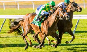 2021 Pegasus World Cup Stakes Free Pick & Handicapping Odds & Prediction
